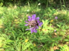 Conops quadrifasciatus