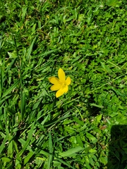 Zephyranthes citrina