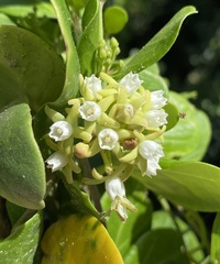 Cynanchum natalitium