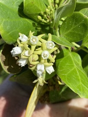 Cynanchum natalitium