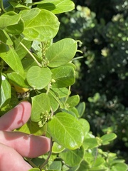 Cynanchum natalitium