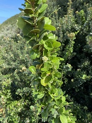 Cynanchum natalitium