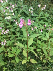 Impatiens glandulifera