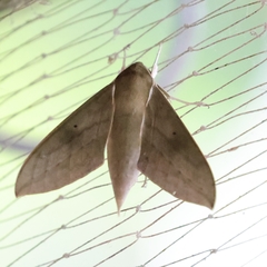 Theretra boisduvalii