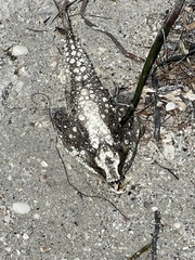 Ogcocephalus