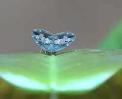 Ricanoptera fenestrata