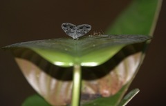 Ricanoptera fenestrata