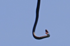 Thamnophis sirtalis tetrataenia
