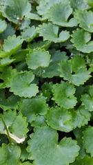 Micranthes nelsoniana