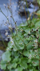 Micranthes nelsoniana