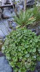 Micranthes nelsoniana