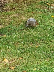 Sciurus carolinensis
