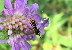 Conops quadrifasciatus