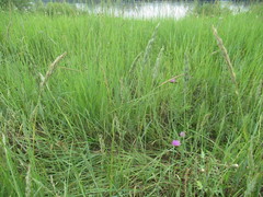 Leymus chinensis