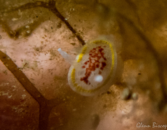 Diaphorodoris luteocincta