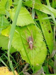 Pholidoptera griseoaptera