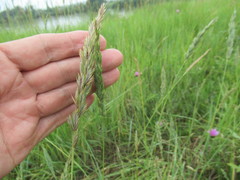 Leymus chinensis