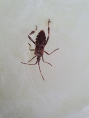 Leptoglossus occidentalis