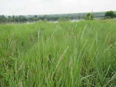 Leymus chinensis