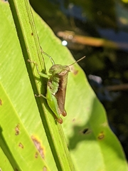 Pseudoxya