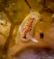 Diaphorodoris luteocincta