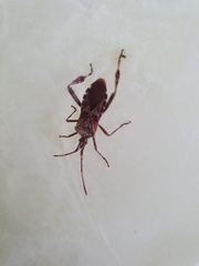 Leptoglossus occidentalis