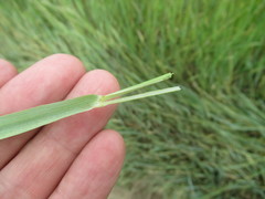Leymus chinensis