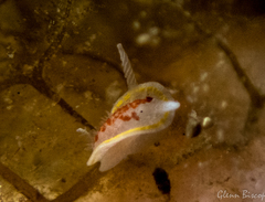 Diaphorodoris luteocincta