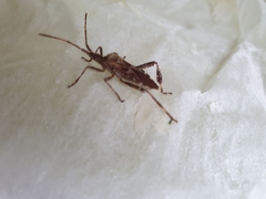 Leptoglossus occidentalis
