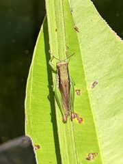 Pseudoxya