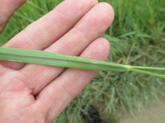Leymus chinensis