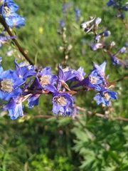 Delphinium retropilosum