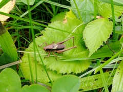Pholidoptera griseoaptera