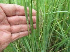 Leymus chinensis