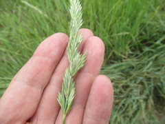 Leymus chinensis