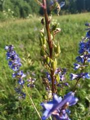 Delphinium retropilosum