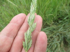 Leymus chinensis