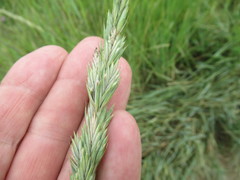 Leymus chinensis