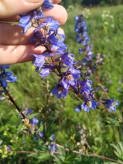 Delphinium retropilosum