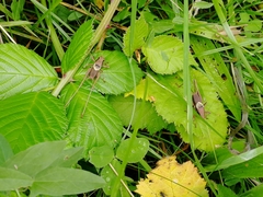 Pholidoptera griseoaptera
