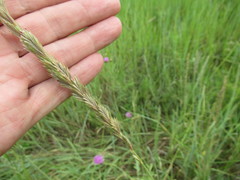 Leymus chinensis