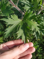 Delphinium retropilosum
