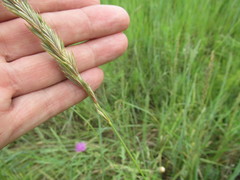 Leymus chinensis