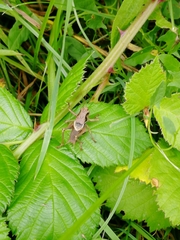 Pholidoptera griseoaptera