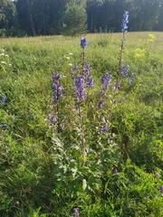 Delphinium retropilosum