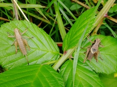 Pholidoptera griseoaptera