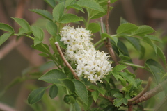 Sambucus australis