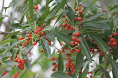 Citharexylum montevidense