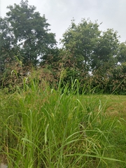 Sorghum halepense