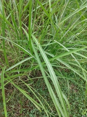 Sorghum halepense
